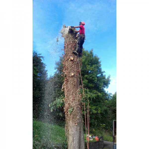 Removals & Tree Felling